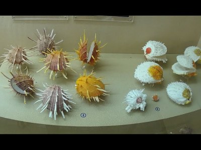 Phuket Seashell Museum