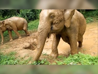 Sai Yok Elephant Village