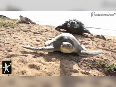 Mai Khao Marine Turtle Foundation