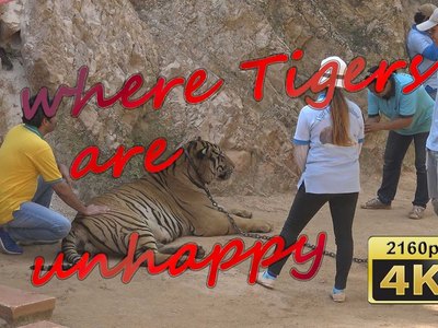 Tiger Temple (Wat Pa Luang Ta Bua)
