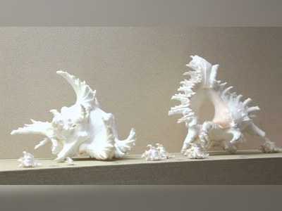 Phuket Seashell Museum