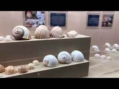 Phuket Seashell Museum