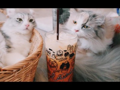 Caturday Café