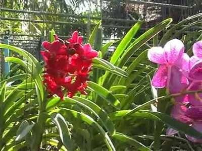 Phuket Orchid Farm