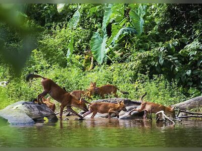 Khao Yai National Park