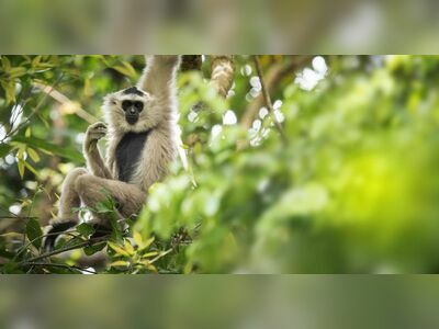 Khao Yai National Park