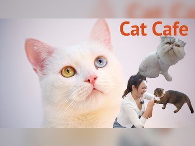 Caturday Café