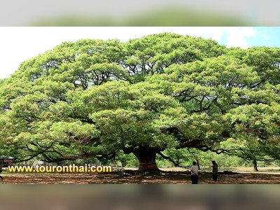 Giant Rain Tree