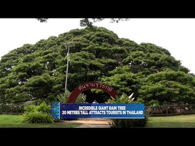 Giant Rain Tree