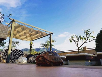 Swiss Villas Panoramic