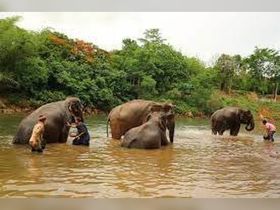 Sai Yok Elephant Village