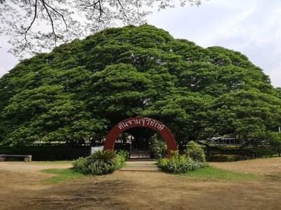 Giant Rain Tree