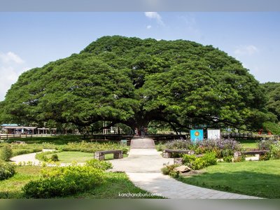 Giant Rain Tree