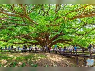 Giant Rain Tree