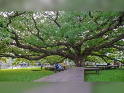 Giant Rain Tree