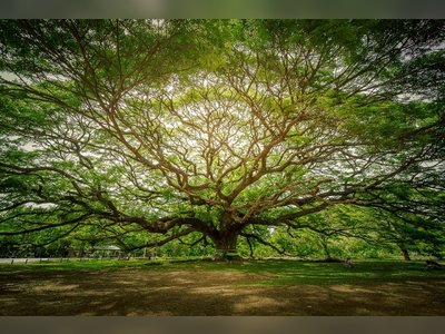 Giant Rain Tree