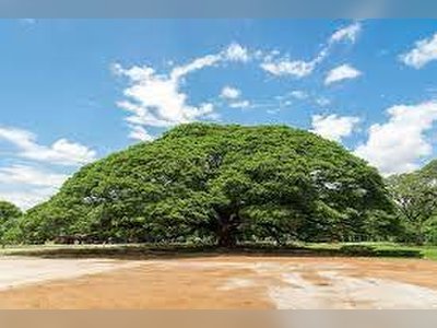 Giant Rain Tree