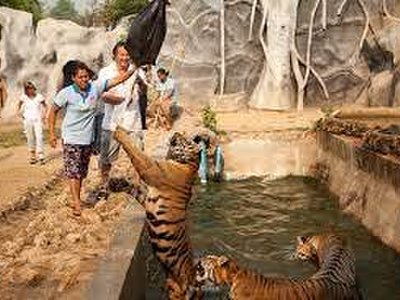 Tiger Temple (Wat Pa Luang Ta Bua)