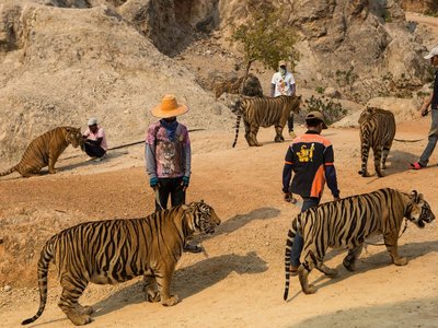 Tiger Temple (Wat Pa Luang Ta Bua)