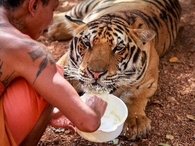 Tiger Temple (Wat Pa Luang Ta Bua)