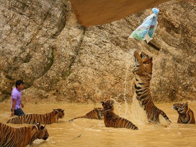Tiger Temple (Wat Pa Luang Ta Bua)
