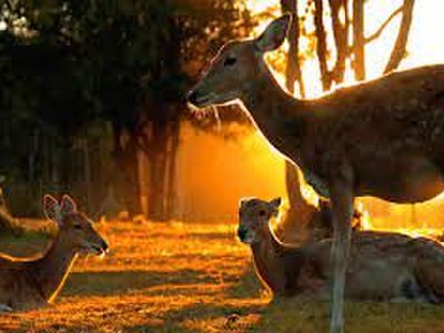 Chiang Mai Night Safari