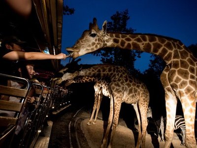 Chiang Mai Night Safari