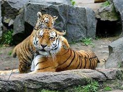 Chiang Mai Night Safari