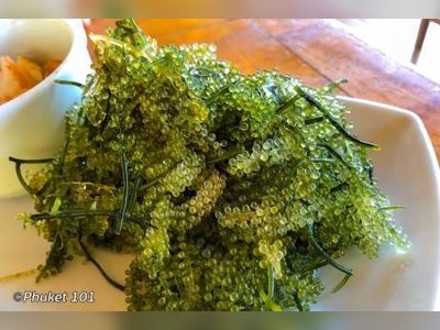 เพียงไพร ร้านอาหารใกล้น้ำตกบางแป