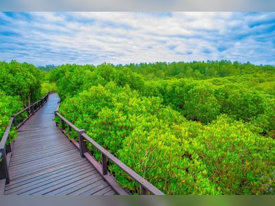 Walk through the Pranburi Forest Park Mangrove