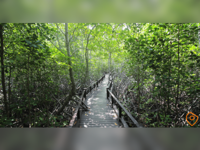 Walk through the Pranburi Forest Park Mangrove