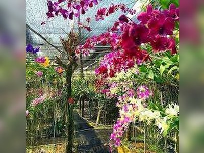 Phuket Orchid Farm