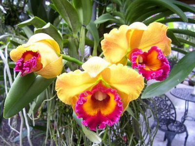 Phuket Orchid Farm