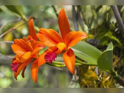 Phuket Orchid Farm