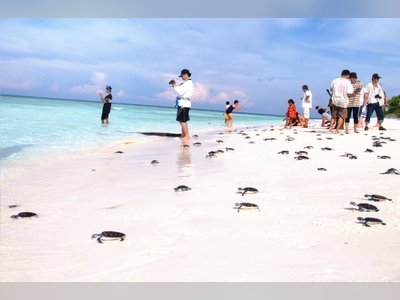 Mai Khao Marine Turtle Foundation