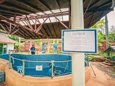 Mai Khao Marine Turtle Foundation