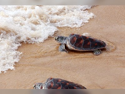 Mai Khao Marine Turtle Foundation