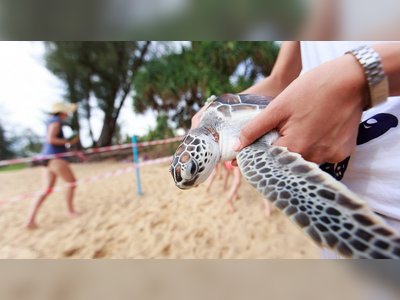 Mai Khao Marine Turtle Foundation