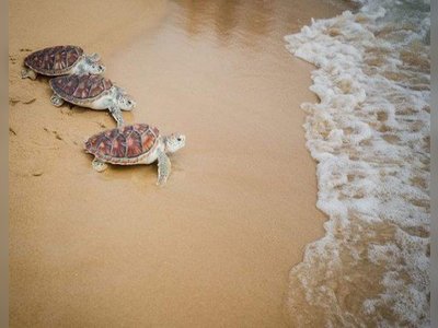 Mai Khao Marine Turtle Foundation
