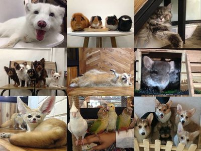 Little Zoo Café