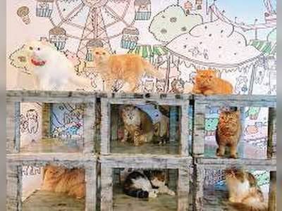Caturday Café