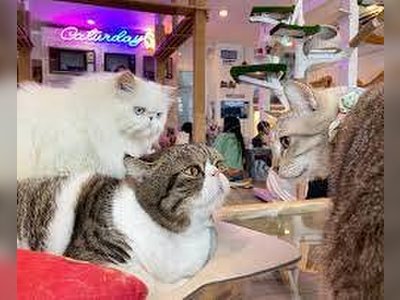 Caturday Café