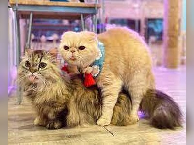 Caturday Café