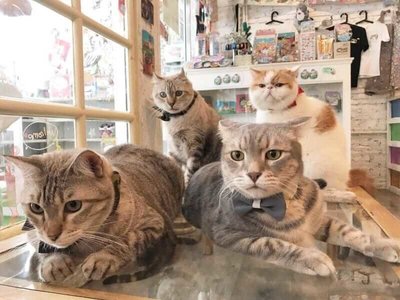 Caturday Café