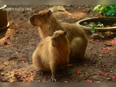 Bonanza Exotic Park