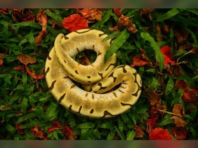 Bonanza Exotic Park