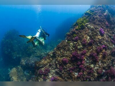 Diving and Night Snorkeling Trips