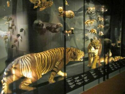 Museum of World Insects and Natural Wonders