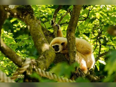 Gibbon Rehabilitation Centre