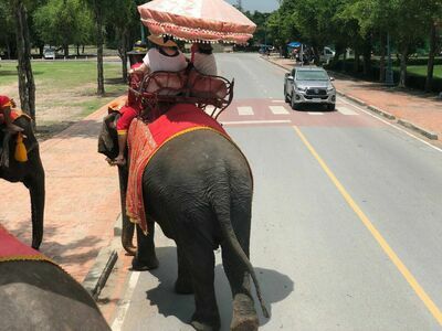 Ayutthaya Elephant Palace & Royal Kraal